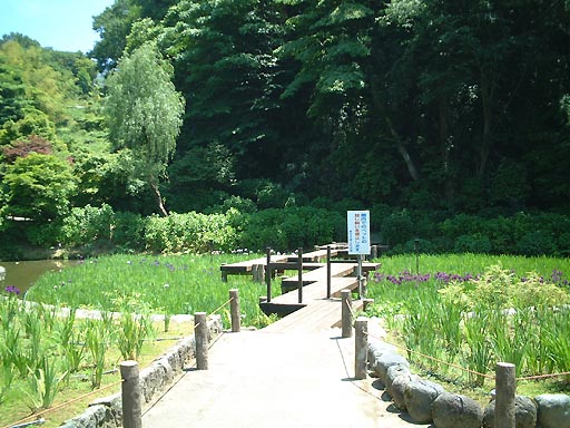 卯辰山　花菖蒲園 の写真(83) 2002年06月01日