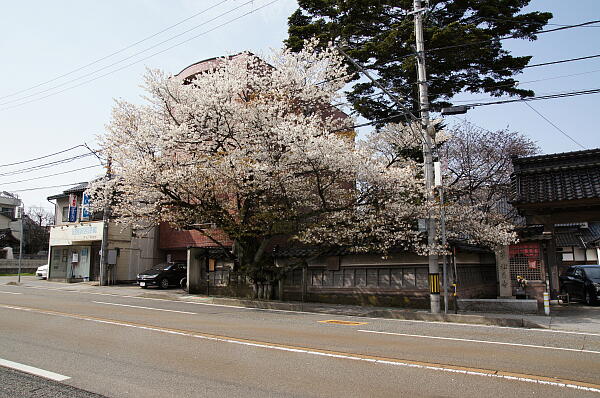 松月寺のサクラ の写真(11) 2013年04月14日