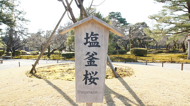 /kenrokuen/gazo20130316/shiogamazakuraDSC07980.JPG