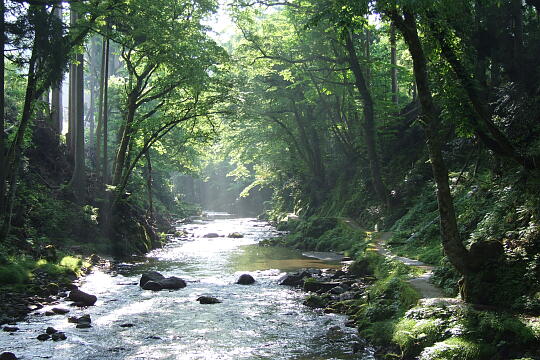 足羽川遊歩道 の写真(85) 2008年05月18日