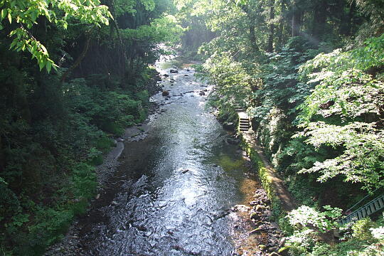 足羽川遊歩道 の写真(87) 2008年05月18日