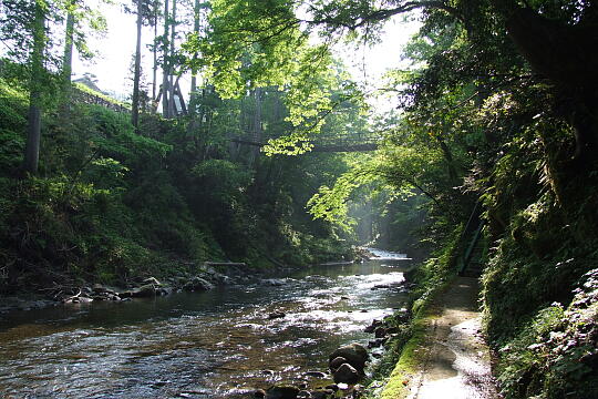 かずら橋 の写真(82) 2008年05月18日