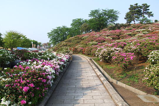 西山公園 さばえつつじまつり（２） の写真(81) 2007年05月03日