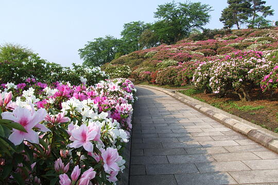 西山公園 さばえつつじまつり（２） の写真(82) 2007年05月03日