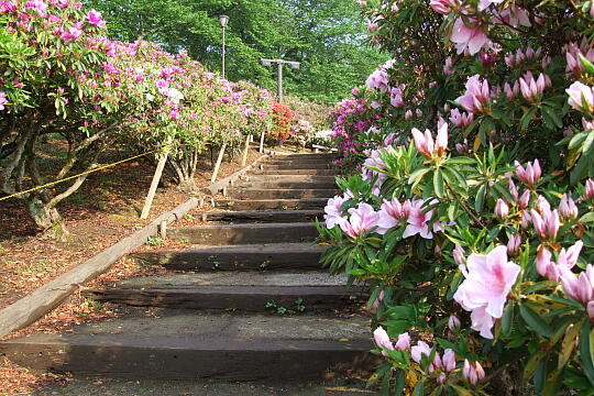 西山公園 さばえつつじまつり（２） の写真(84) 2007年05月03日