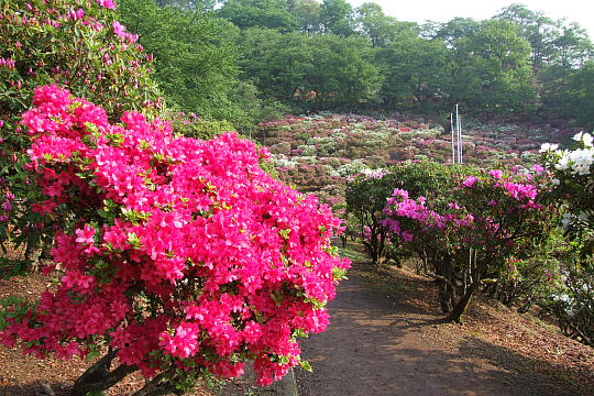 西山公園 さばえつつじまつり（２） の写真(86) 2007年05月03日