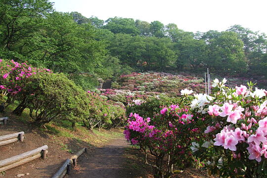 西山公園 さばえつつじまつり（２） の写真(87) 2007年05月03日