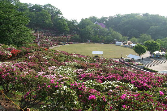 西山公園 さばえつつじまつり（２） の写真(88) 2007年05月03日