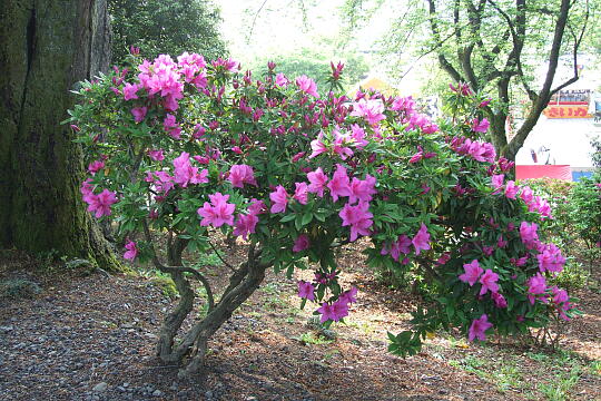 西山公園 さばえつつじまつり（２） の写真(89) 2007年05月03日