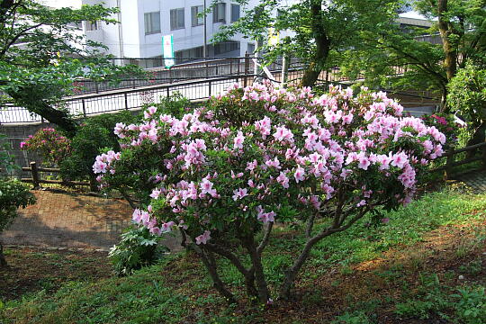 西山公園 その他 の写真(83) 2007年05月03日