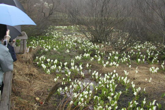 水芭蕉のあやめ沢湿原（春） の写真(83) 2005年04月29日