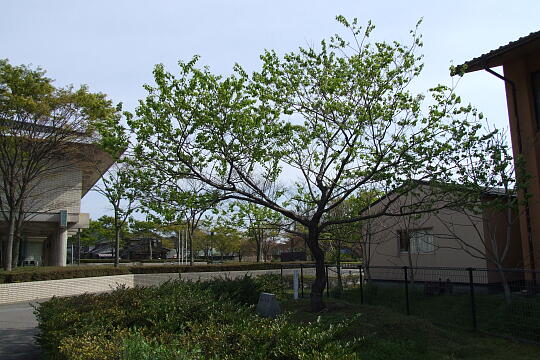 荘川桜・荘川七郎 の写真(82) 2007年04月29日