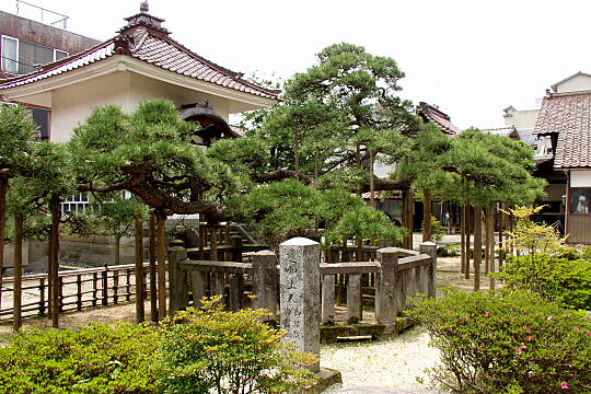 専光寺 の写真(86) 2005年05月29日