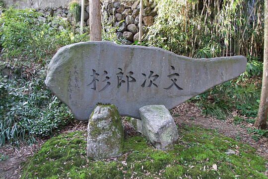 〔城端〕川島地区・文次郎杉 の写真(84) 2008年04月06日