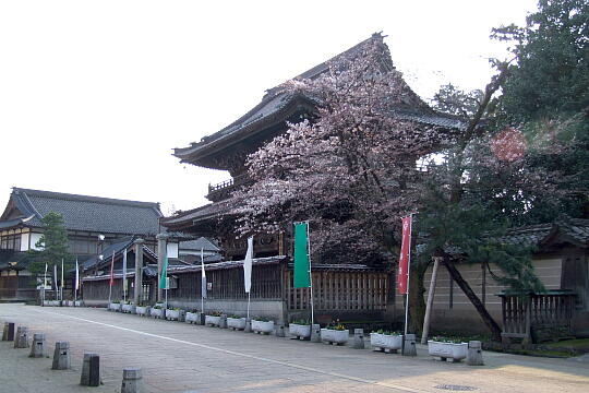 〔城端〕善徳寺前の道路 の写真(87) 2008年04月06日